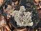 Lepketapló (Trametes versicolor), Budai-hegység. Lombos fák elhalt anyagán nő, tuskókon, letört ágakon